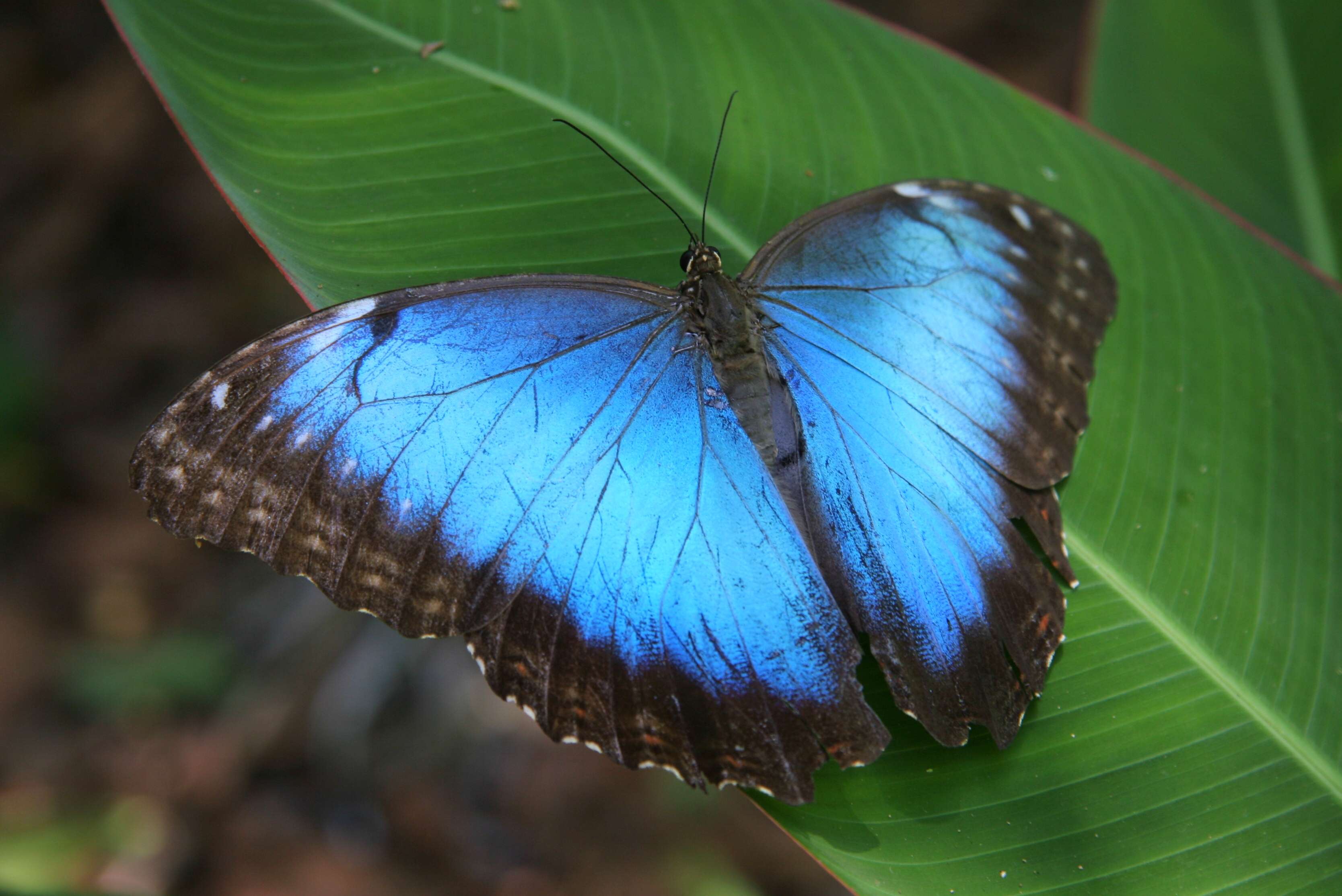 Plancia ëd Morpho peleides Kollar 1850