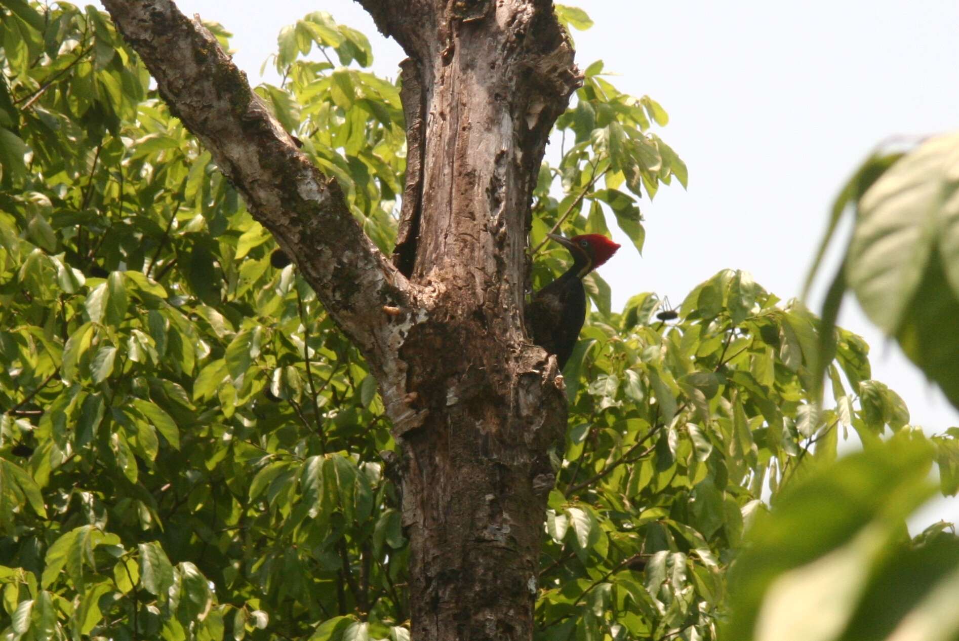 Image of Lineated Woodpecker