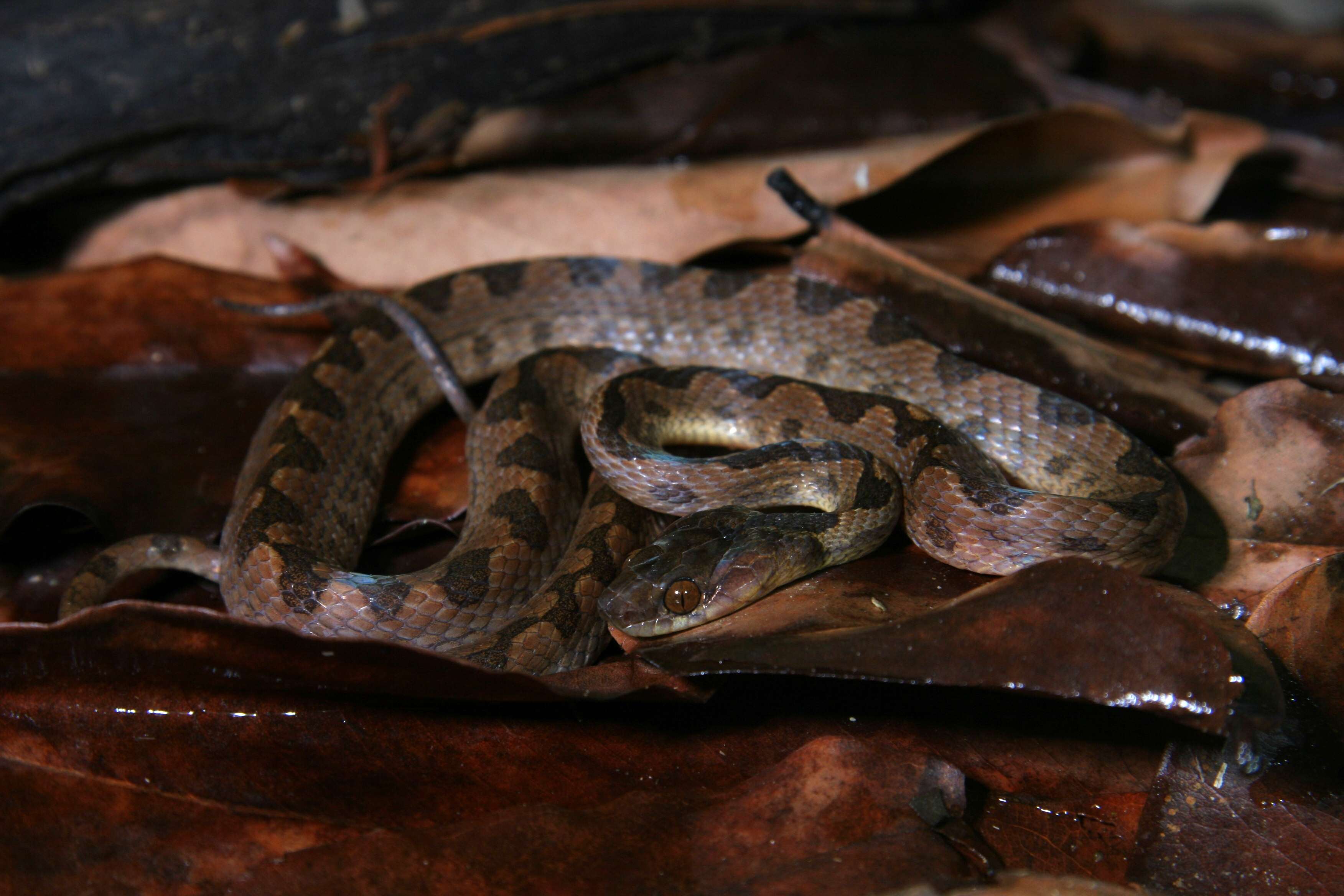 Image of cat-eyed snakes