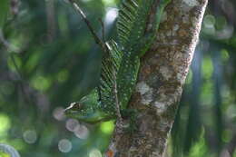 Image of Green Basilisk