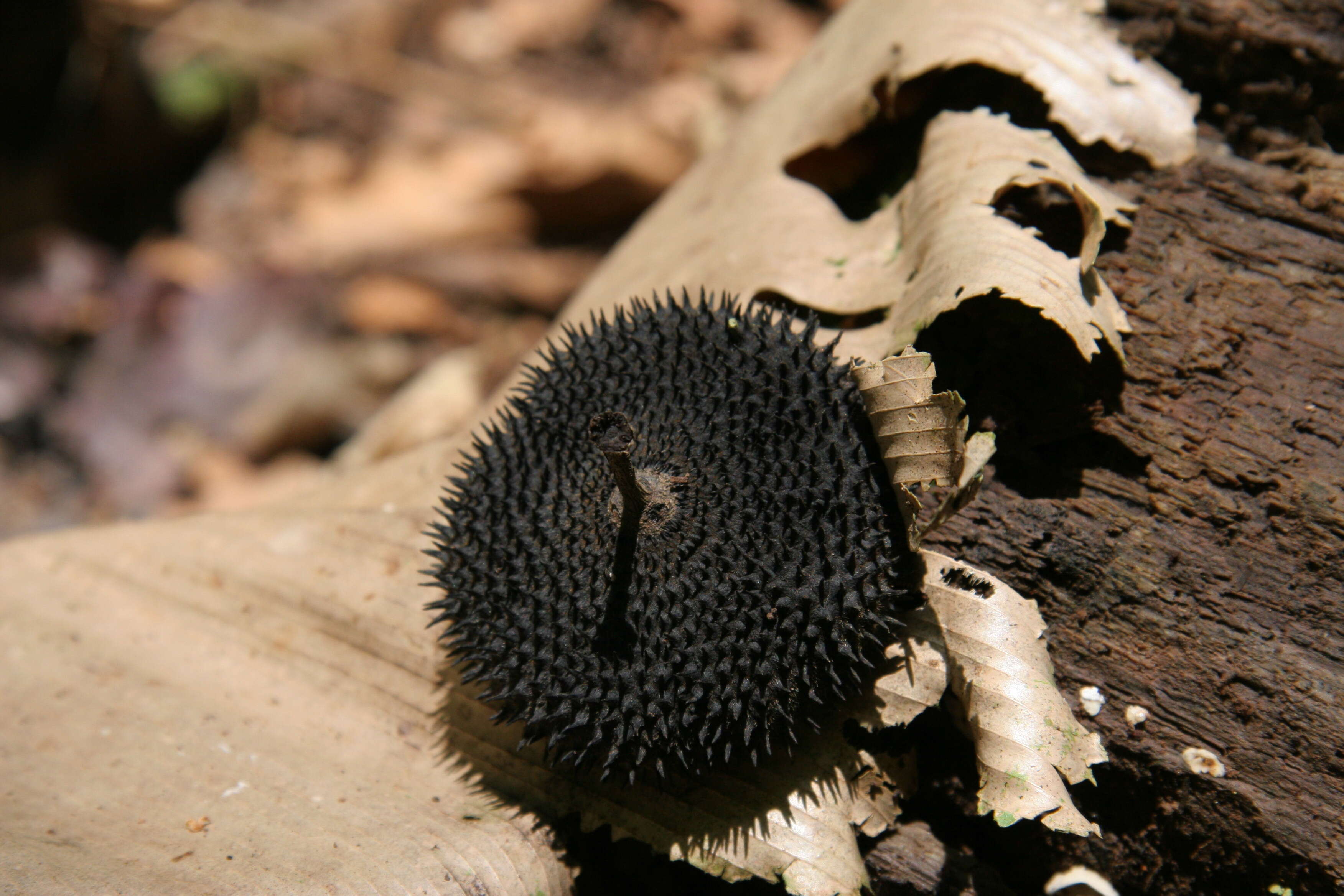 Image of Apeiba membranacea Spruce ex Benth.