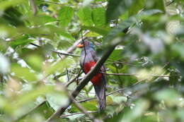 Imagem de Trogon massena Gould 1838