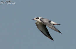 Image of White-winged Black Tern