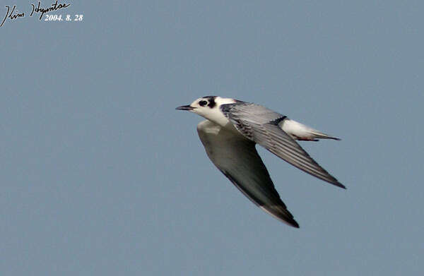 Image of White-winged Black Tern