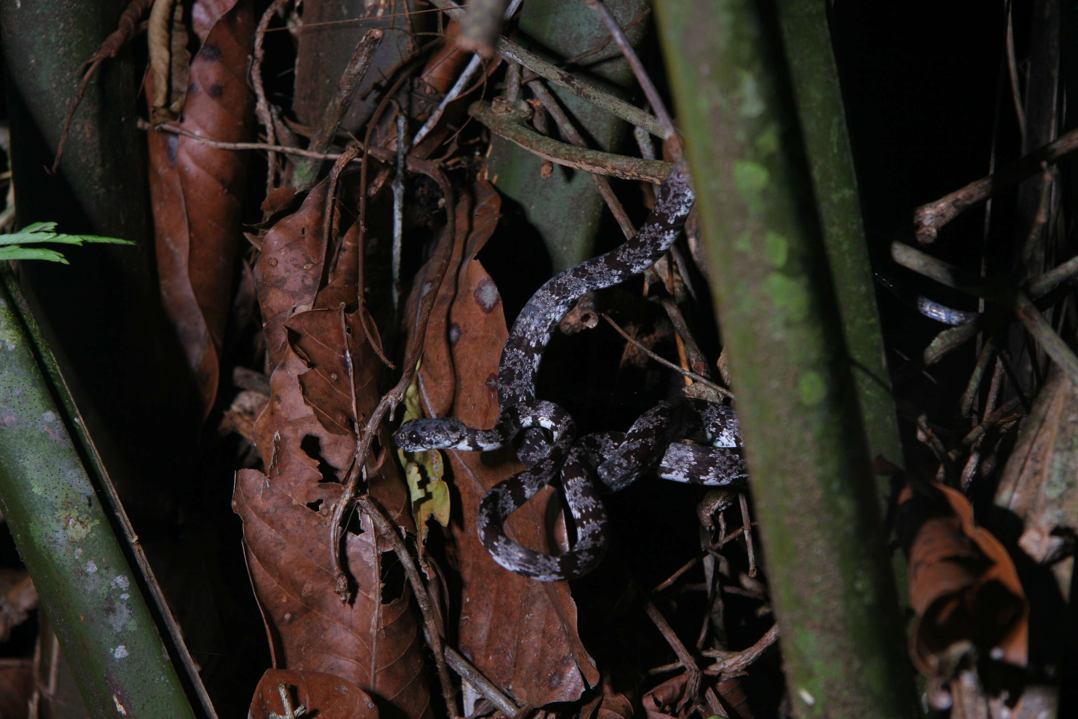 Image of Cloudy Snail-eating Snake