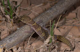 Image of Texas Banded Gecko