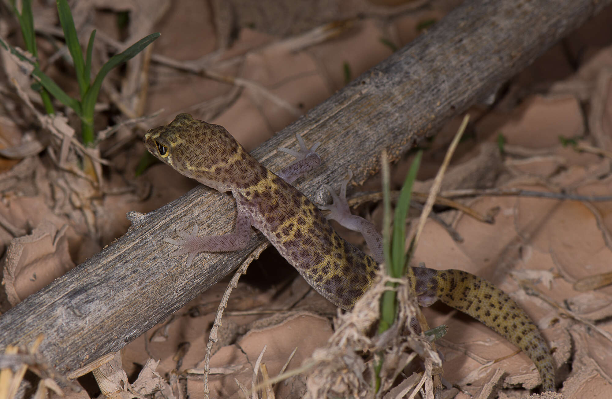 Image of Texas Banded Gecko