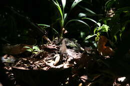 Image of Ameiva Lizard