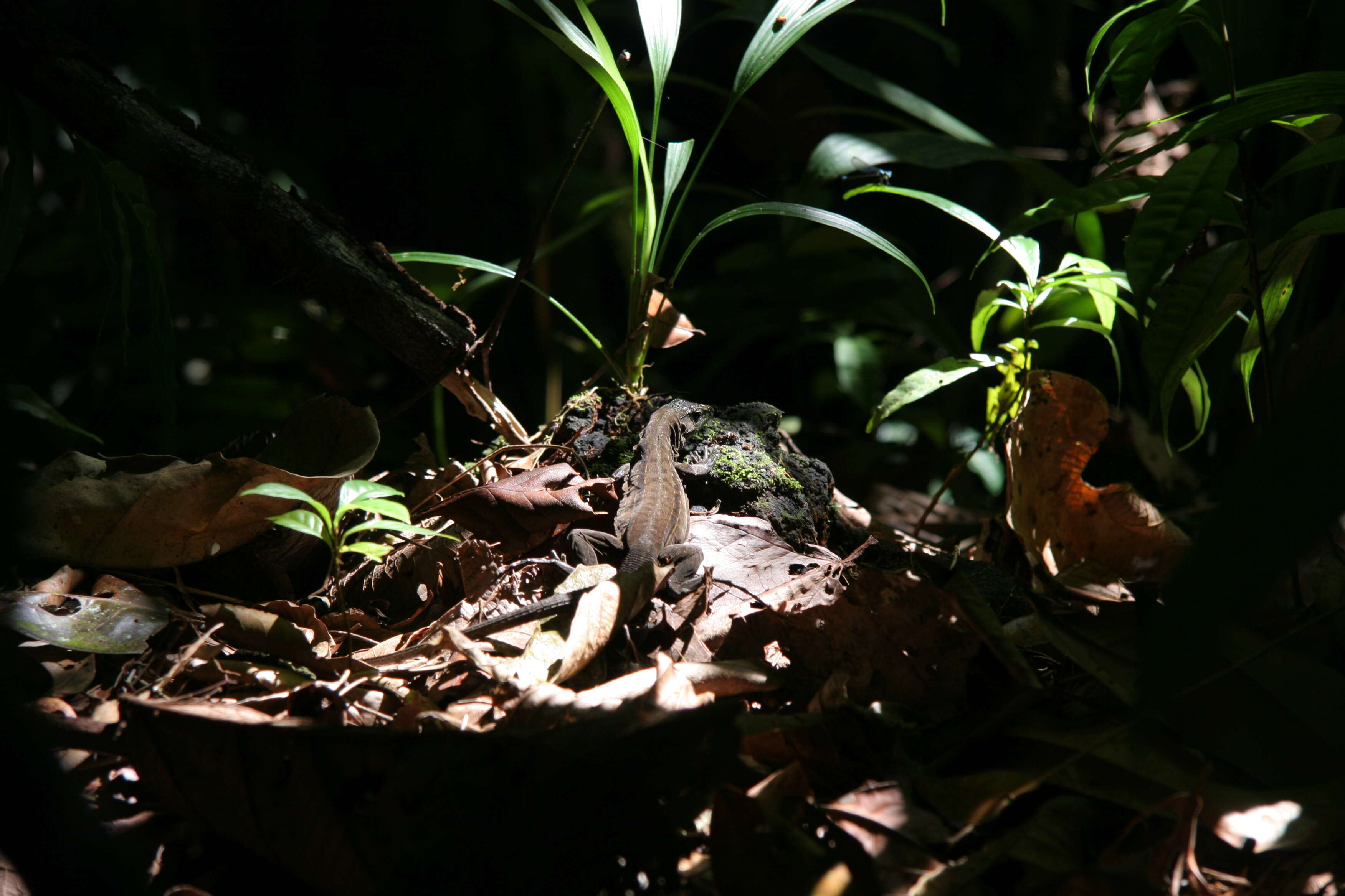 Image of Ameiva Lizard