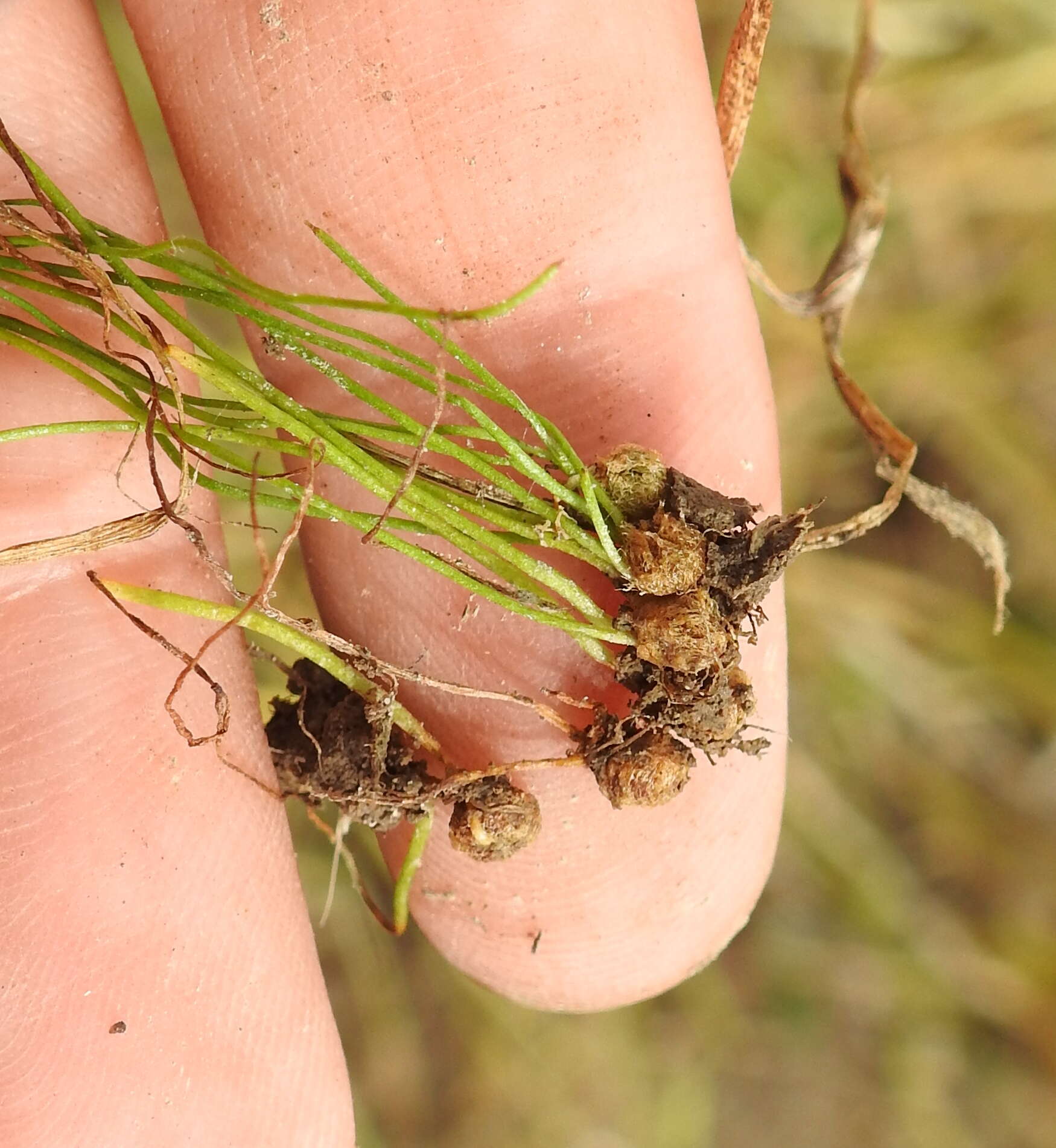 Image of American pillwort