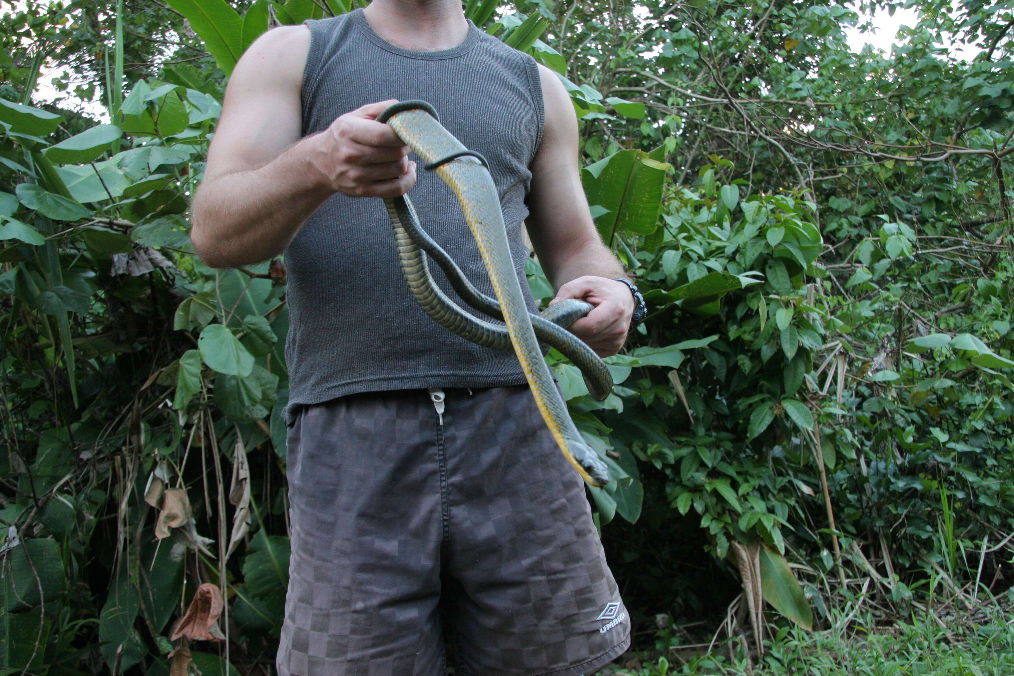 Image of Puffing Snake