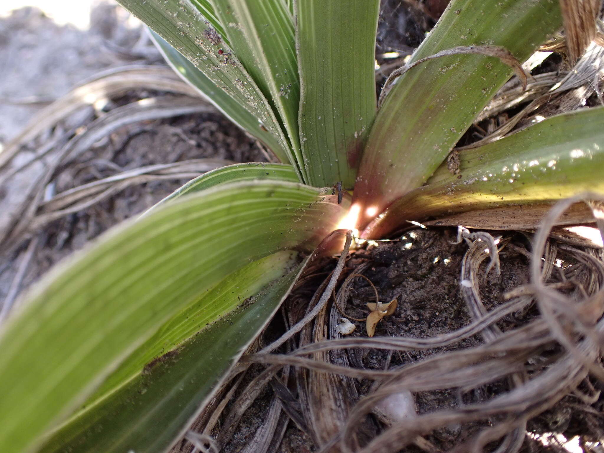 Image of Hypoxis setosa Baker