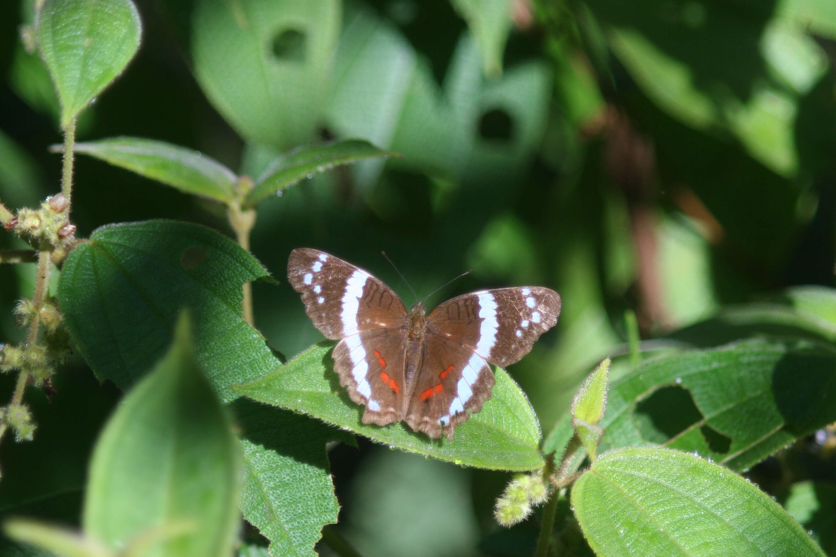 Image of Banded Peacock