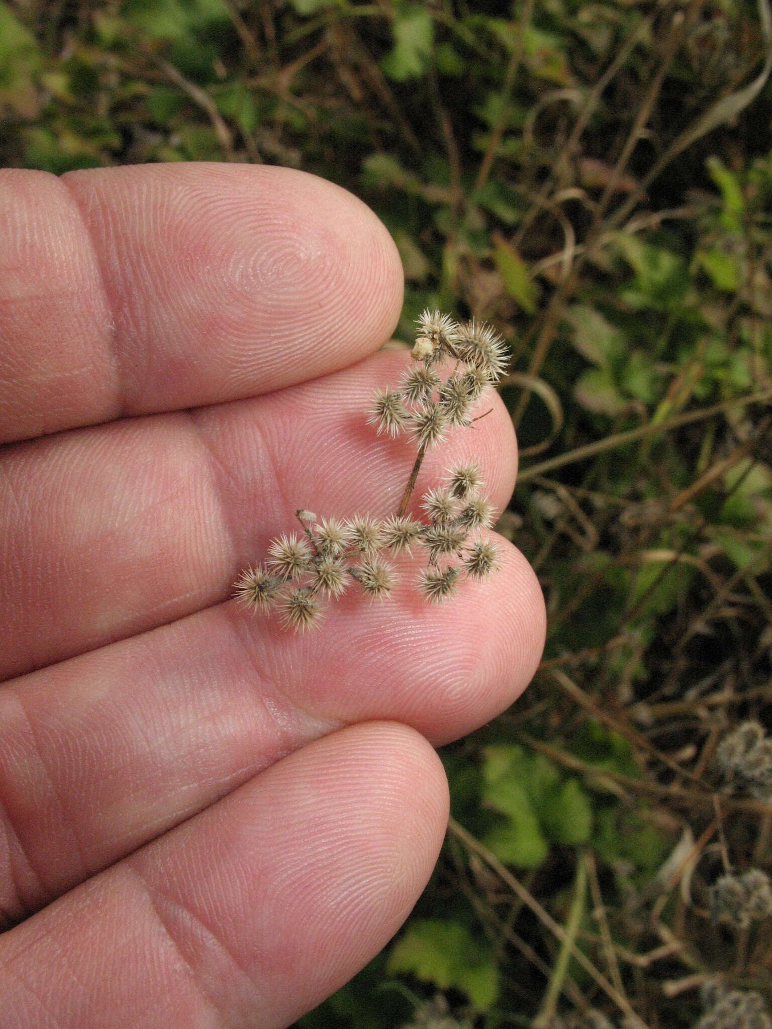 Image of spreading hedgeparsley