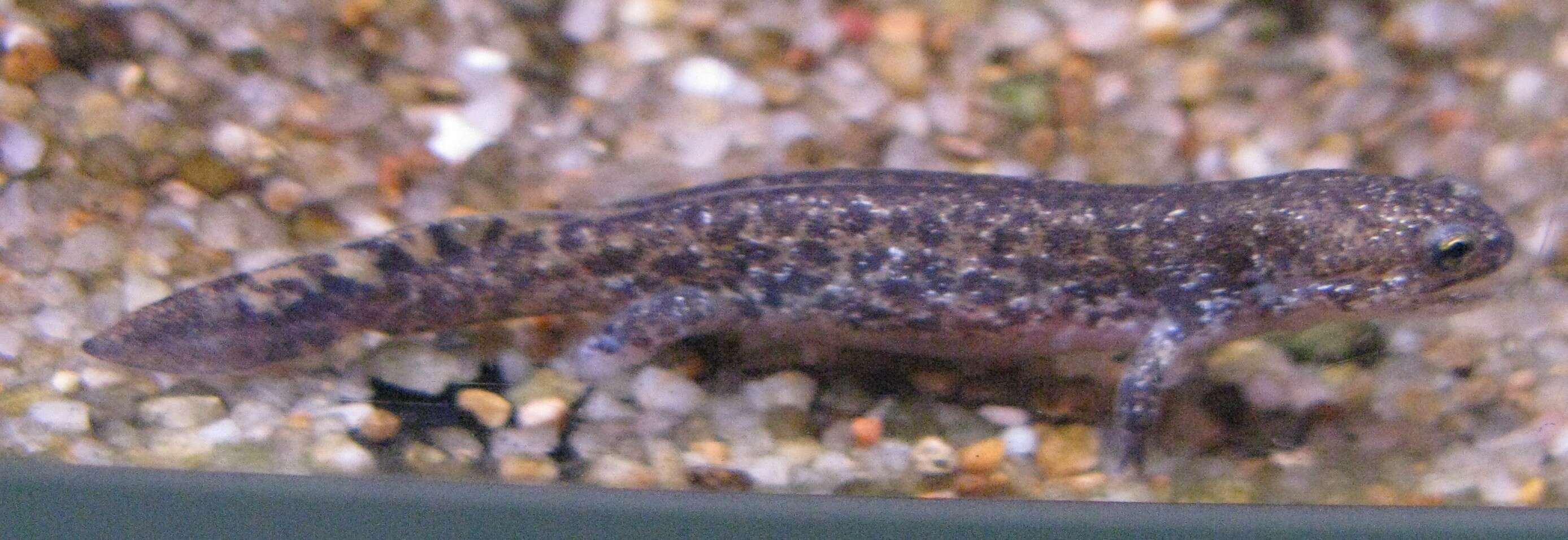 Image of Clouded Salamander