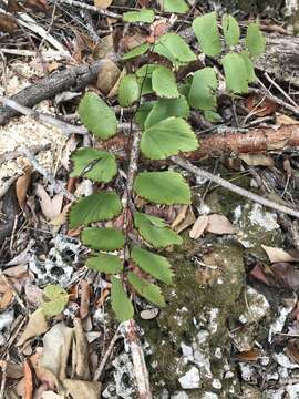 Image of double edge maidenhair