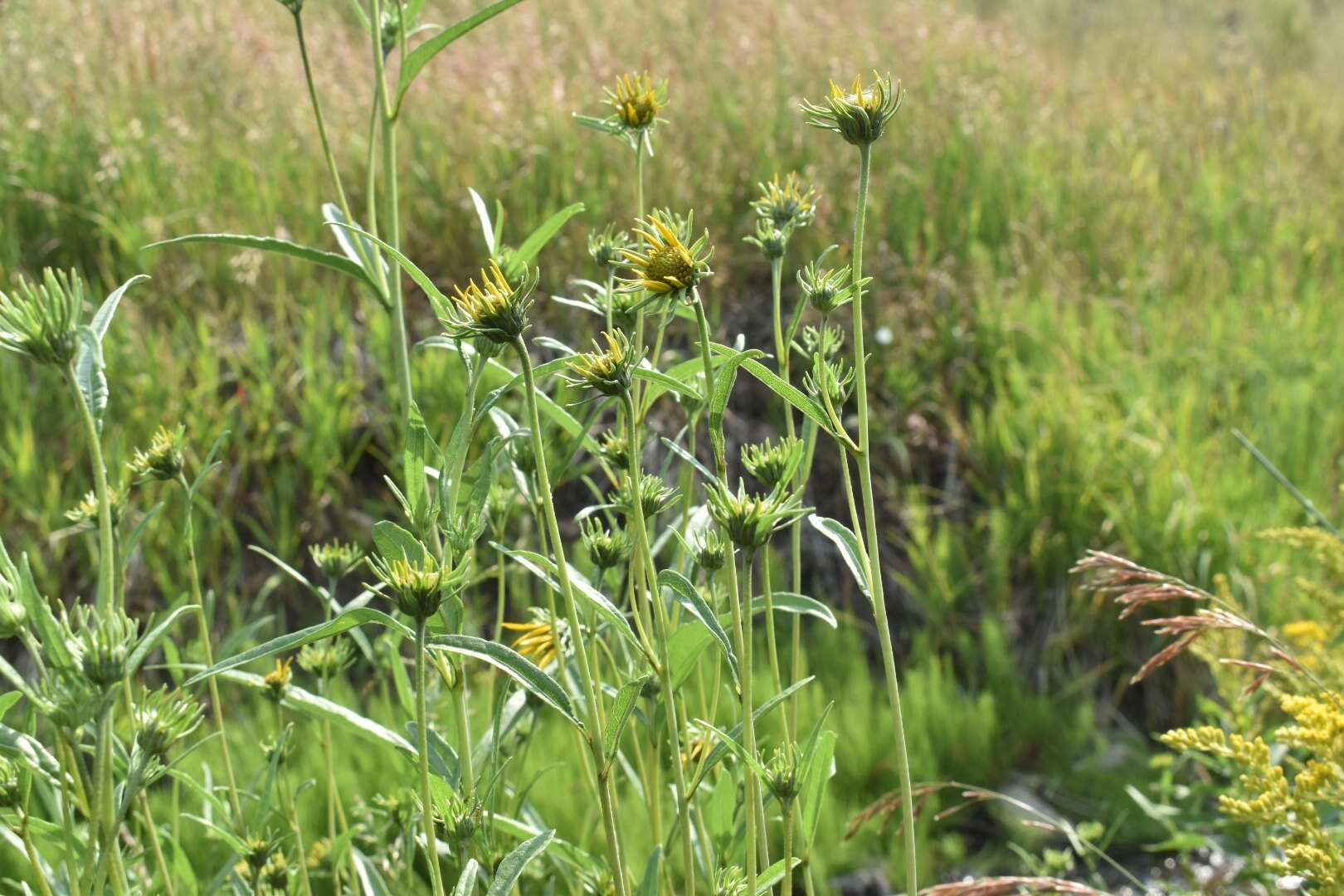 Sivun Helianthus nuttallii Torr. & A. Gray kuva