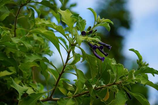 Image of Iochroma cyaneum (Lindl.) M. L. Green