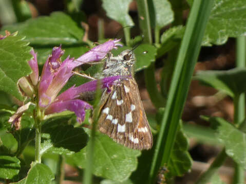 Image of <i>Hesperia woodgatei</i> (R. Williams 1914)