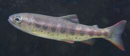 Image of Cherry salmon