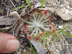 Image of Drosera ordensis Lowrie