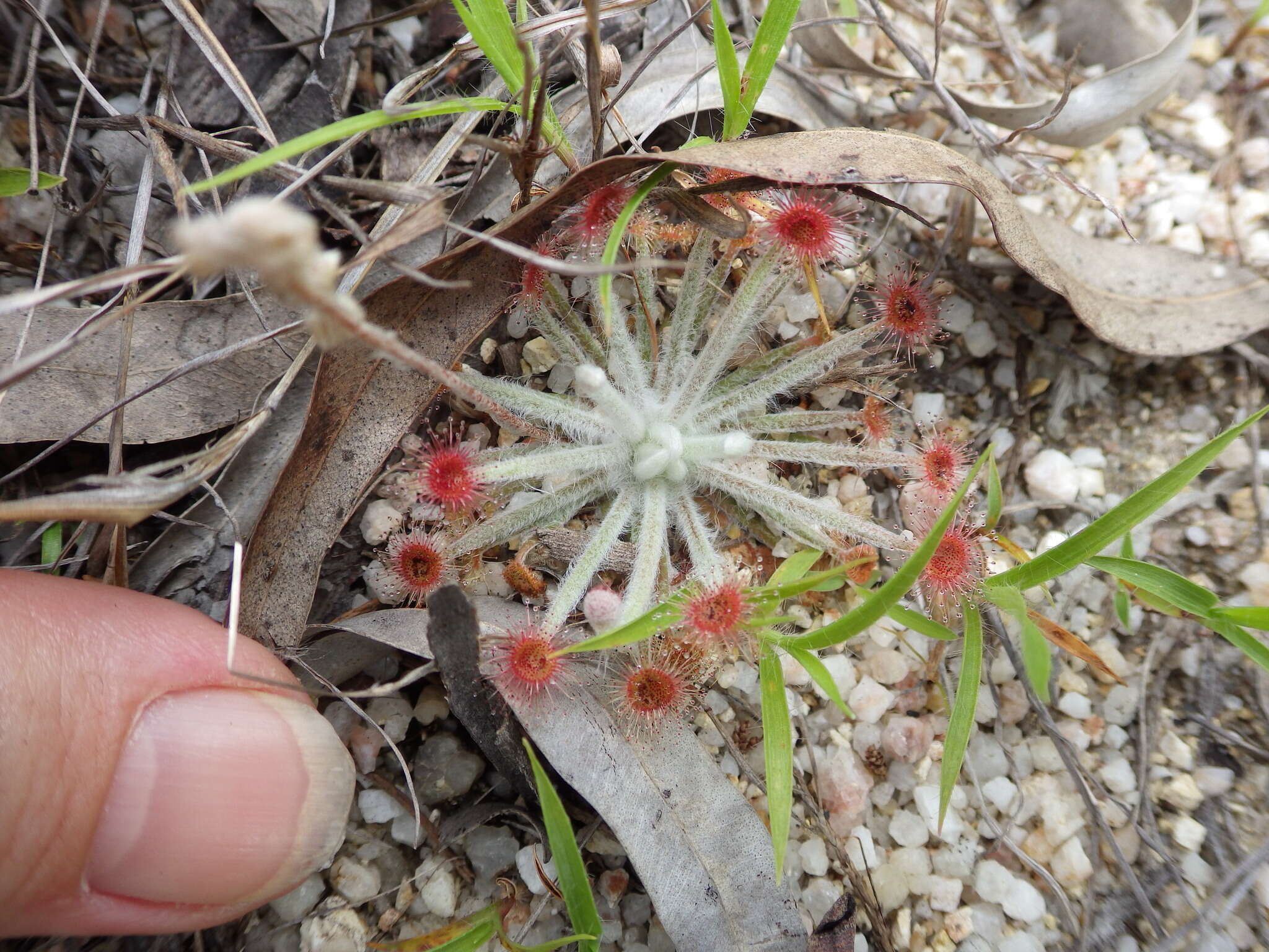 Image of Drosera ordensis Lowrie