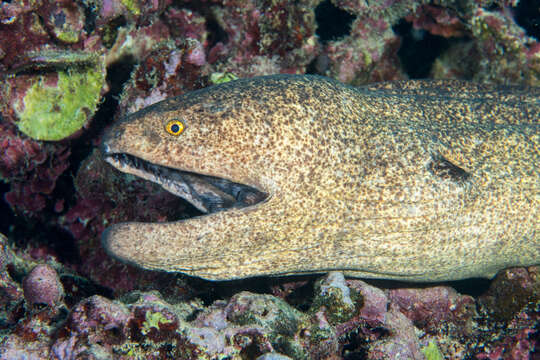 Image of Yellow edged moray