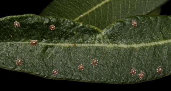 Image of Ceroplastes japonicus Green 1921