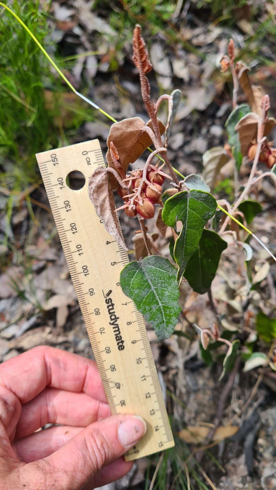 Imagem de Lasiopetalum ferrugineum var. cordatum Benth.