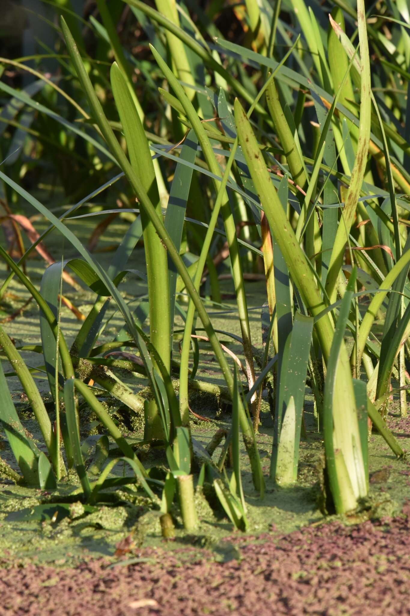 Image of water ribbon