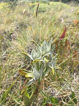 Plancia ëd Chloraea magellanica Hook. fil.