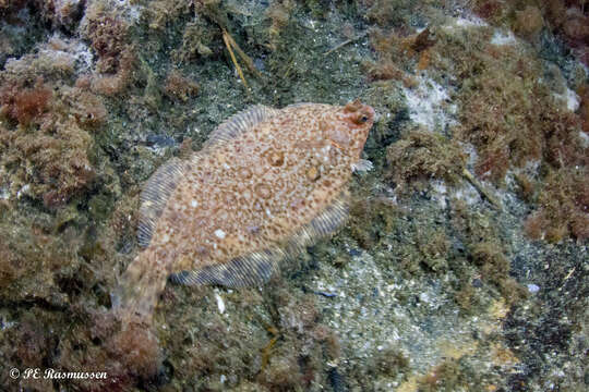 Image of Microstomus