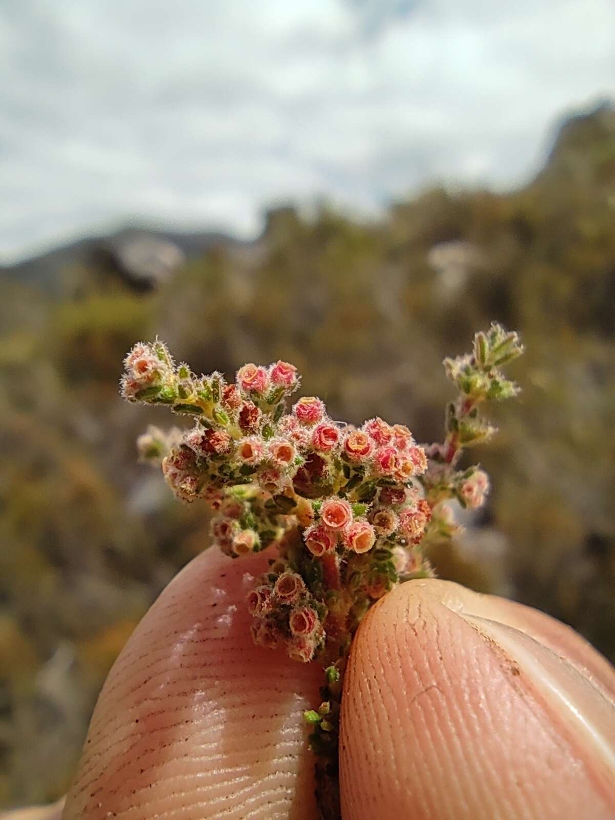 Plancia ëd Erica altiphila E. G. H. Oliver