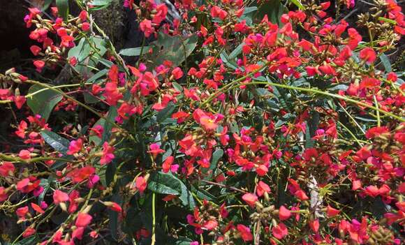 Image of Kennedia coccinea Vent.