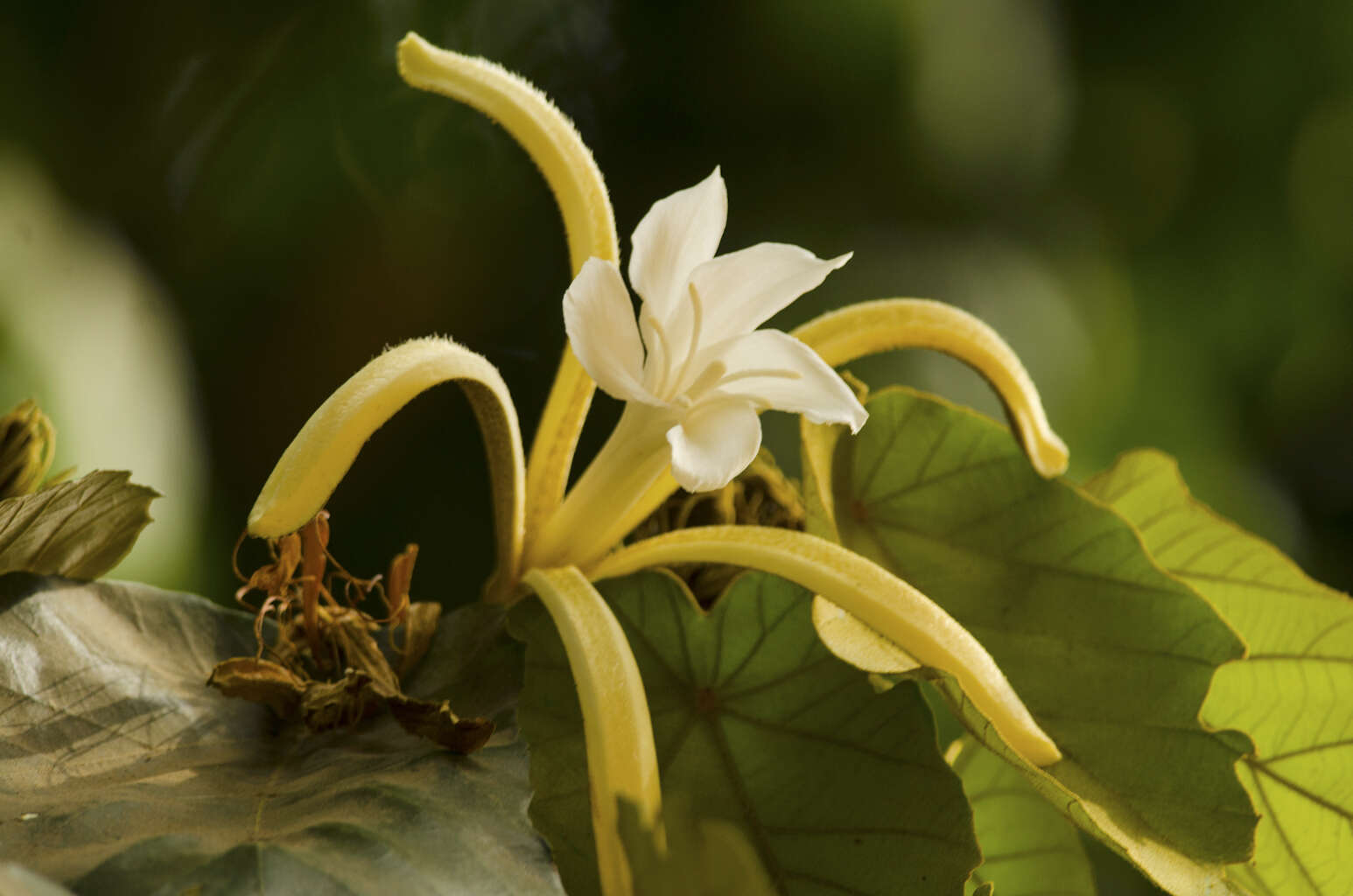 Image of Pterospermum acerifolium (L.) Willd.