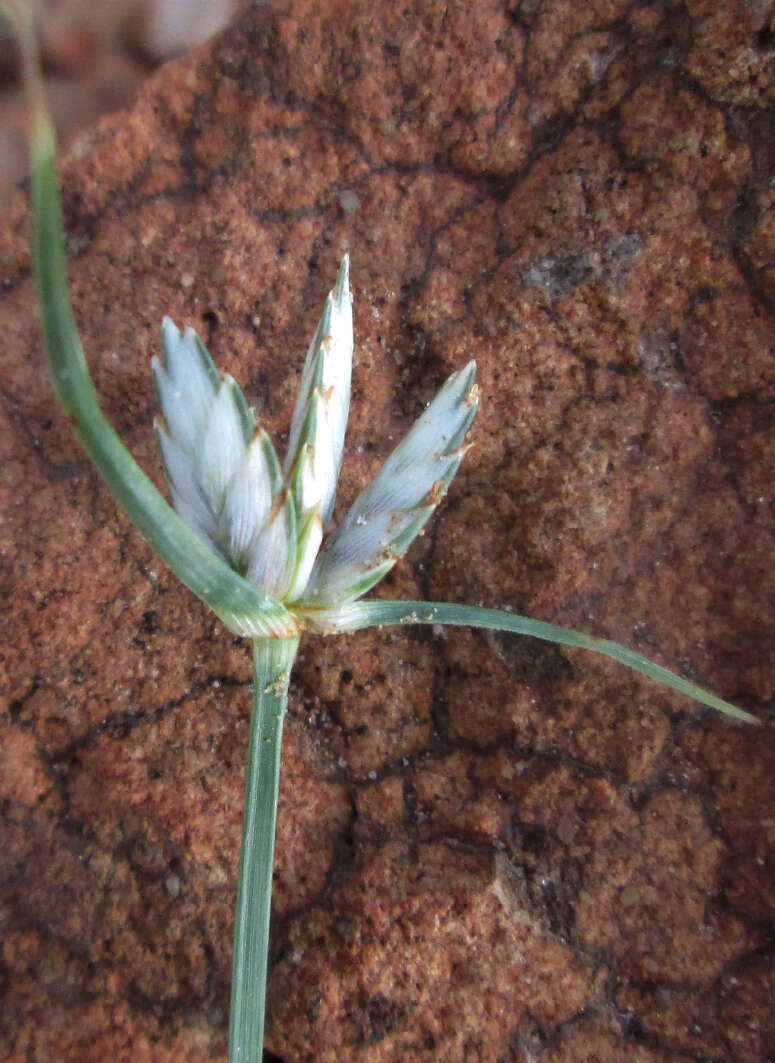 Cyperus margaritaceus Vahl的圖片