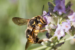 Image de Anthidium florentinum (Fabricius 1775)