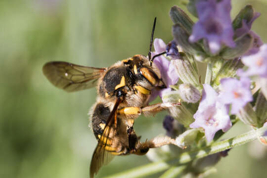 Image of Florentine Wool-carder Bee