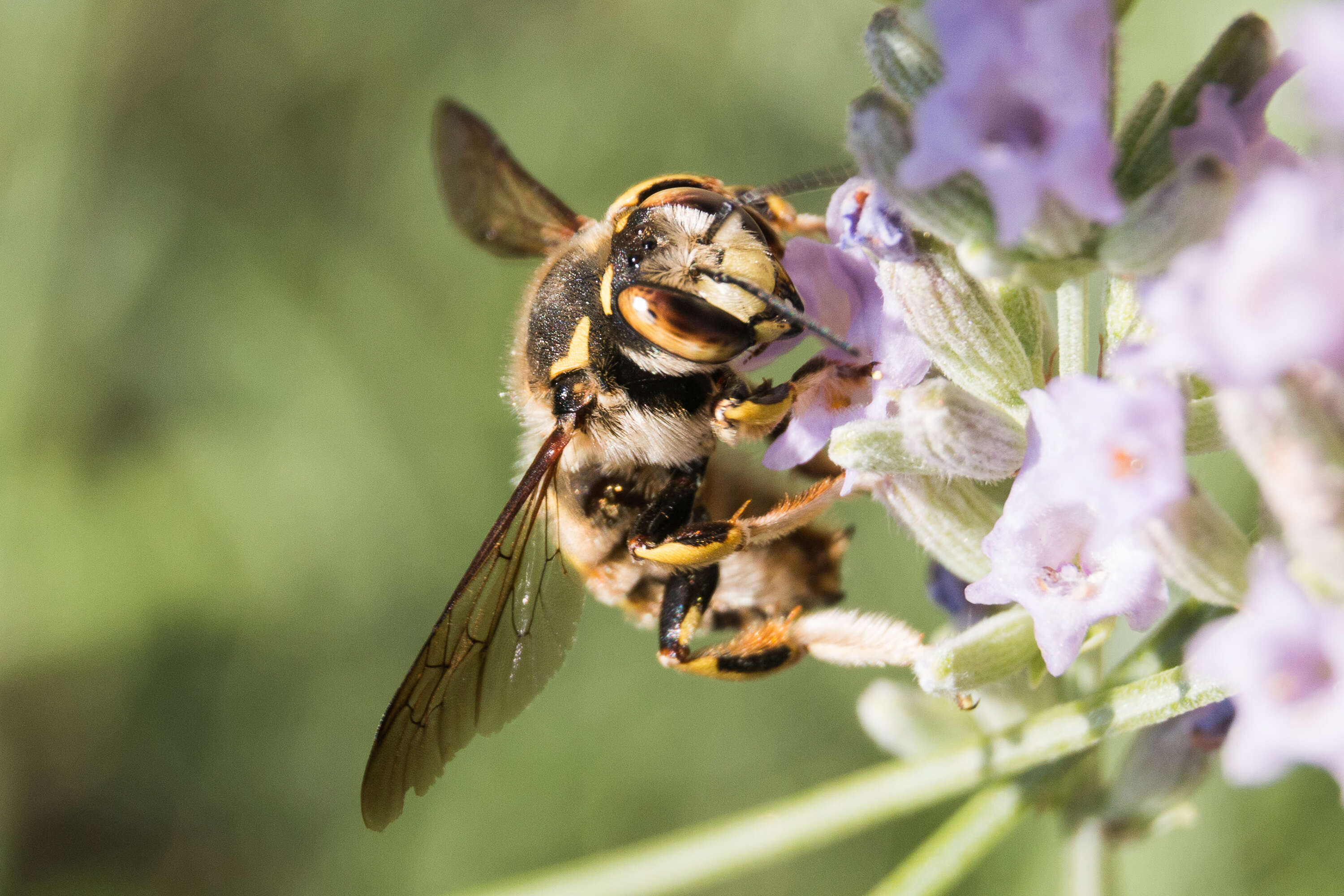 Image de Anthidium florentinum (Fabricius 1775)