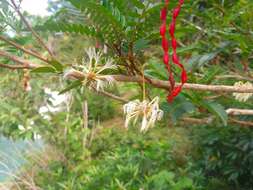 Image of Guadeloupe blackbead