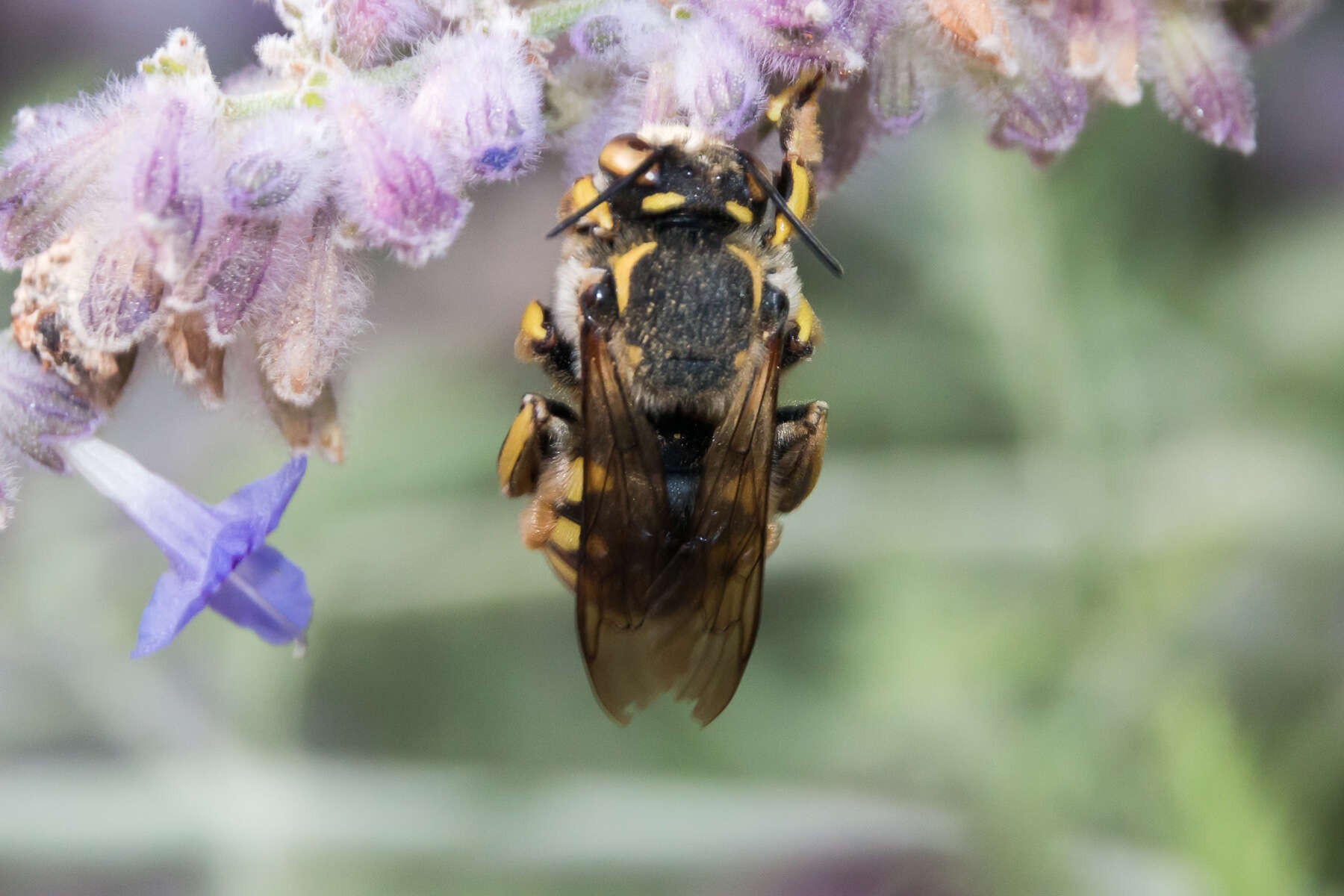 Image de Anthidium florentinum (Fabricius 1775)