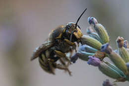 Image de Anthidium florentinum (Fabricius 1775)