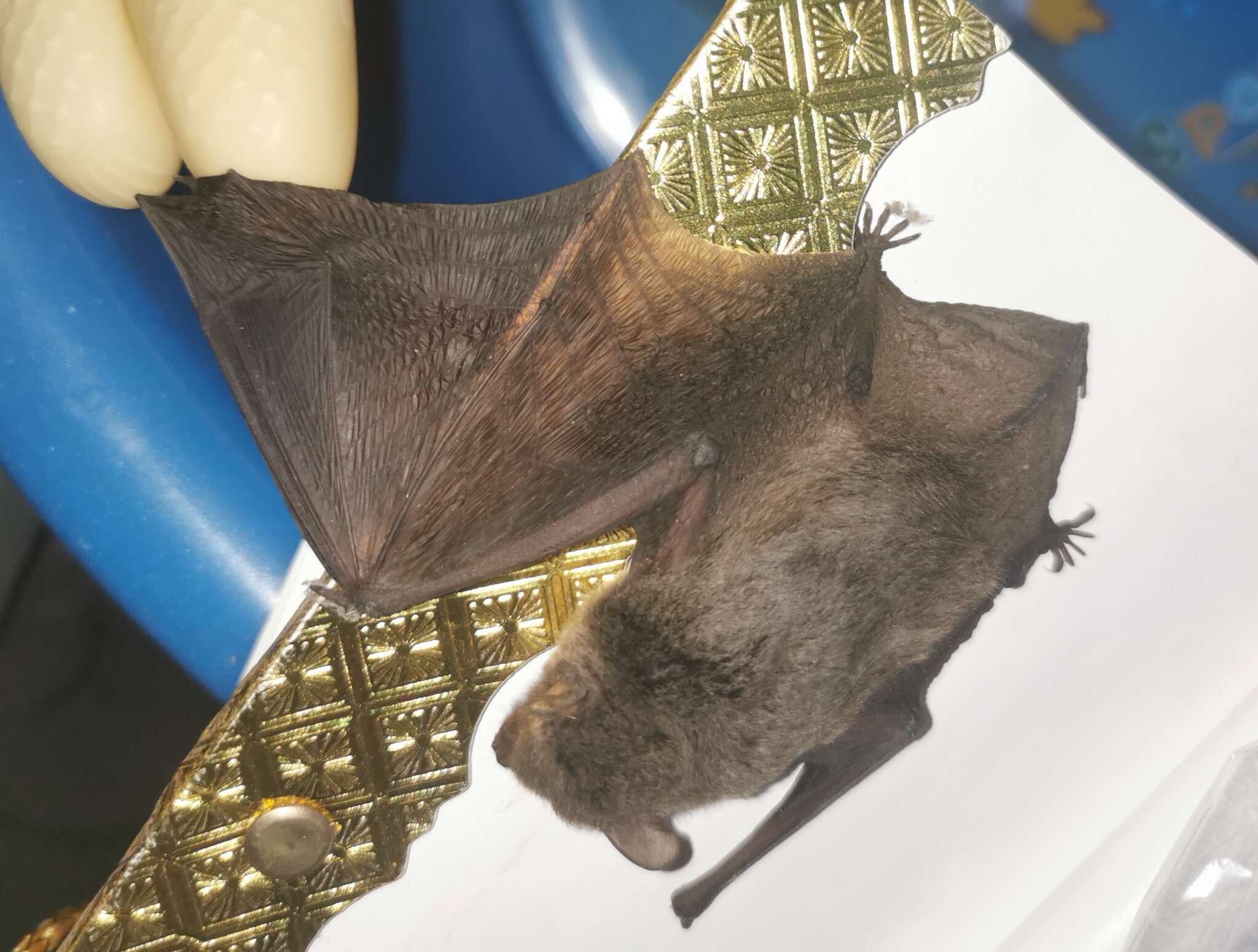 Sivun Pipistrellus abramus (Temminck 1838) kuva