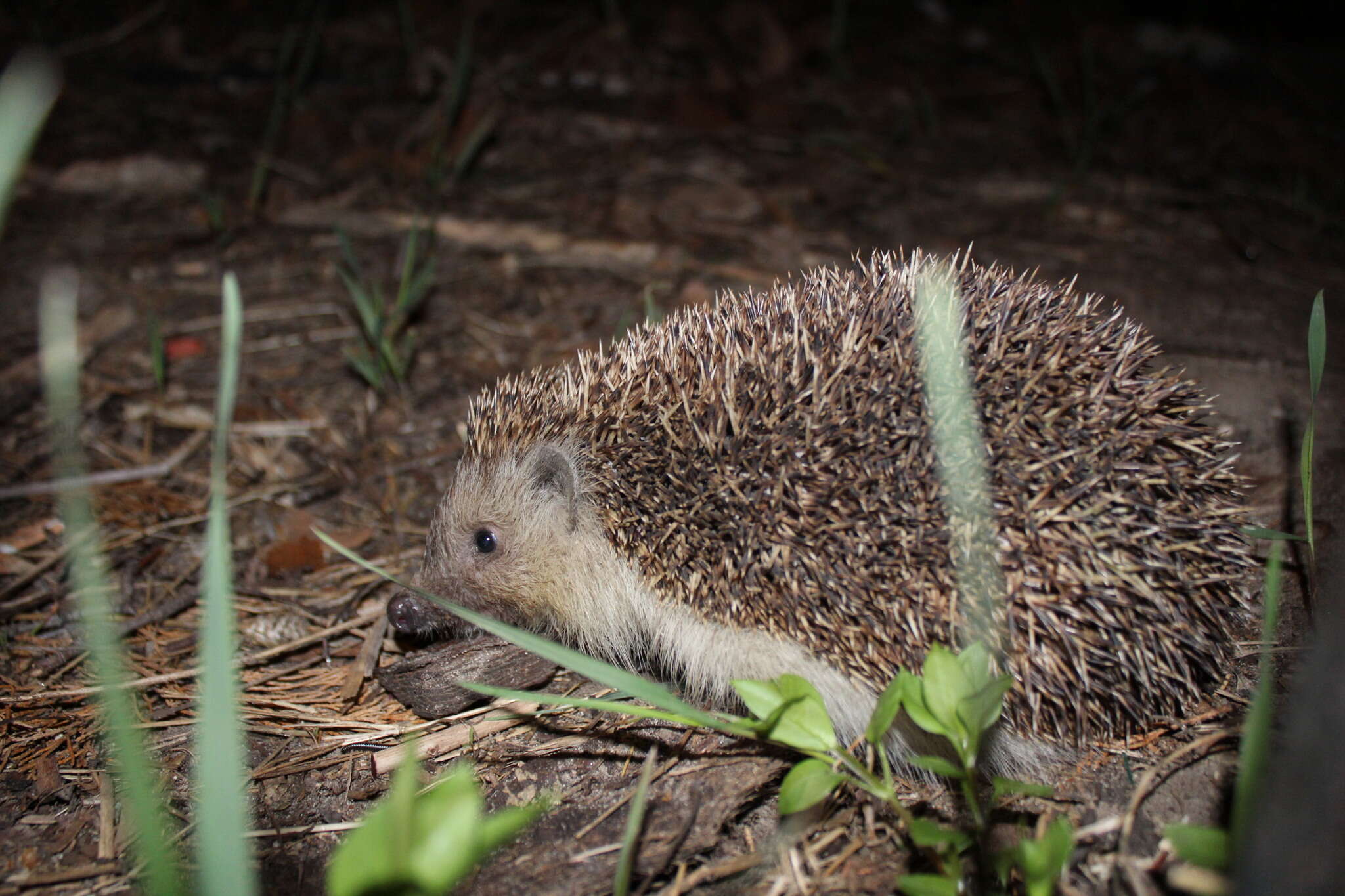 Image of Northern White-Breasted Hedgehog