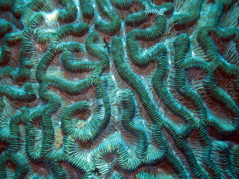 Image of Boulder Brain Coral