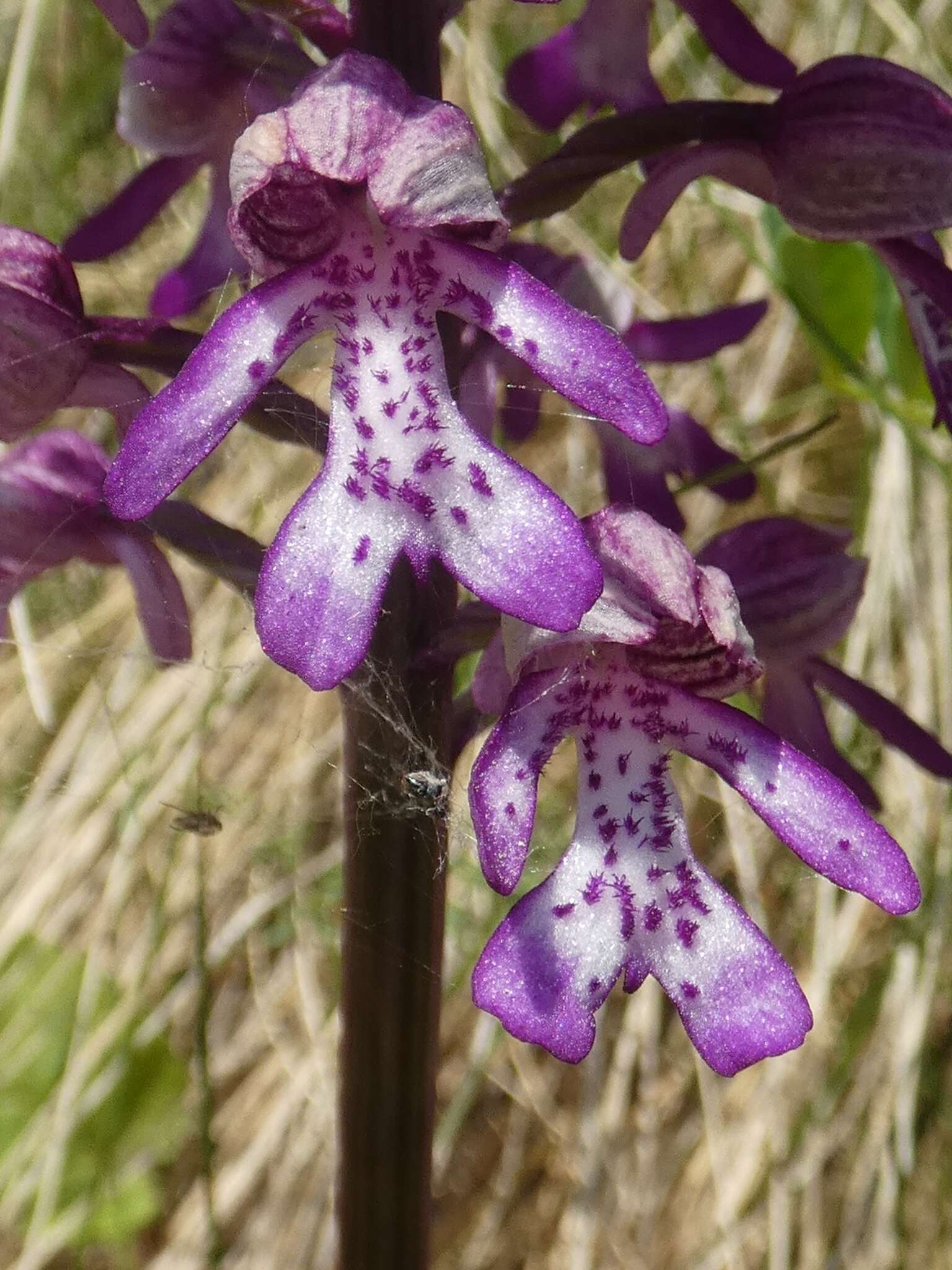 Image de Orchis hybrida (Lindl.) Boenn. ex Rchb.