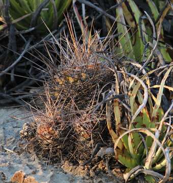 Image of Thelocactus conothelos subsp. flavus