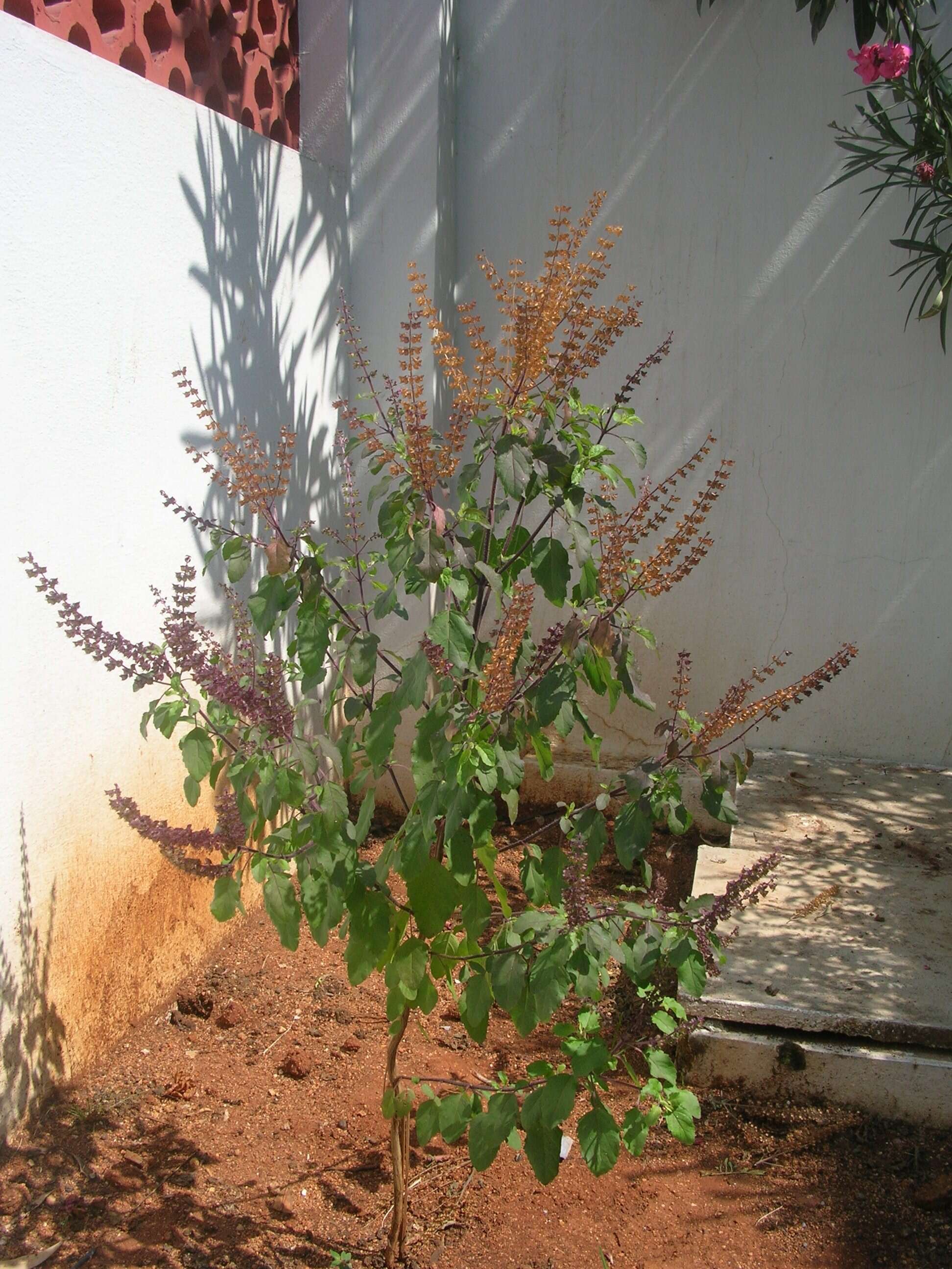 Image of holy basil