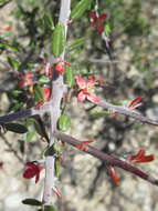 Imagem de Castela erecta subsp. texana (Torr. & A. Gray) Cronquist