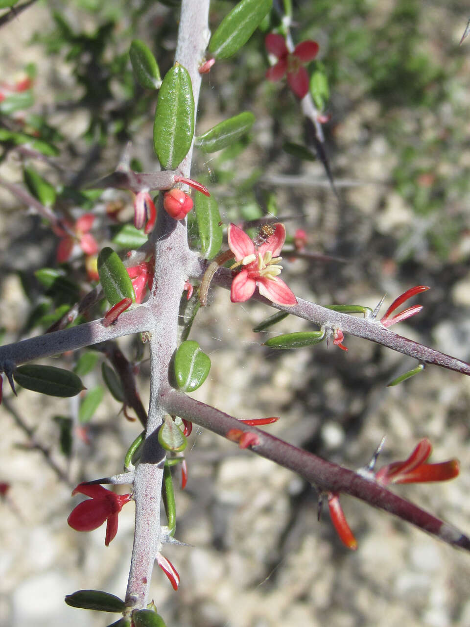 Image of Castela erecta subsp. texana (Torr. & A. Gray) Cronquist